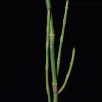 Equisetum ramosissimum  Desf.